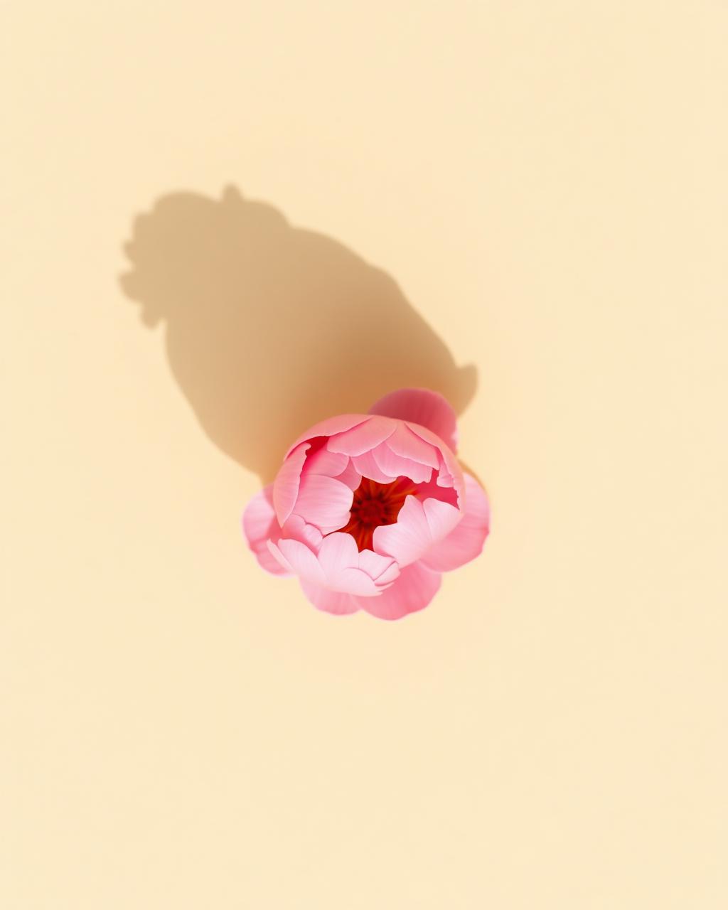 A single pink peony